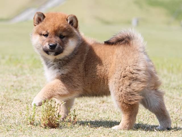 IMG_7274-shiba-puppy