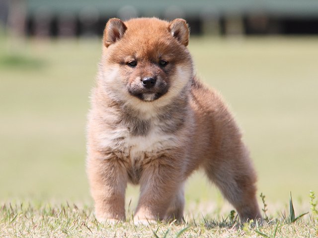 IMG_7317-shiba-puppy