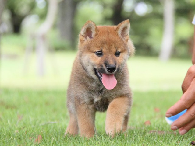 IMG_7344-shibainu-koinu