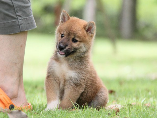 IMG_7356-shibainu-koinu