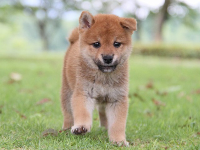 IMG_7456-shibainu-koinu