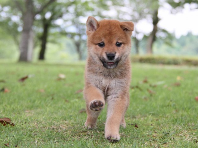 IMG_7461-shibainu-koinu