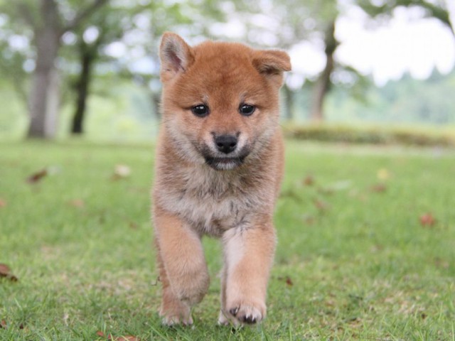 IMG_7463-shibainu-koinu