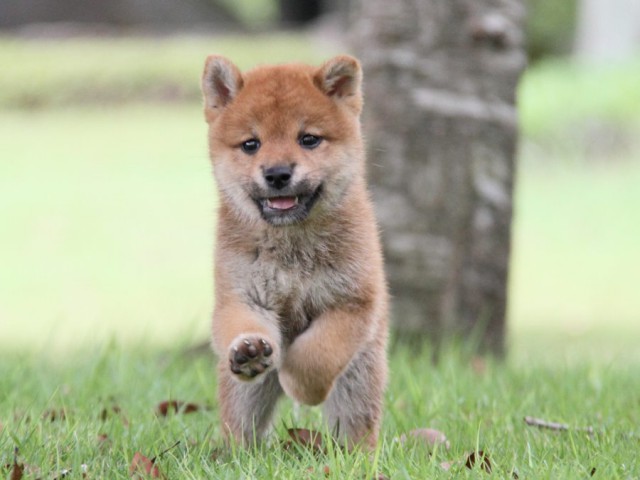 IMG_7502-shibainu-koinu