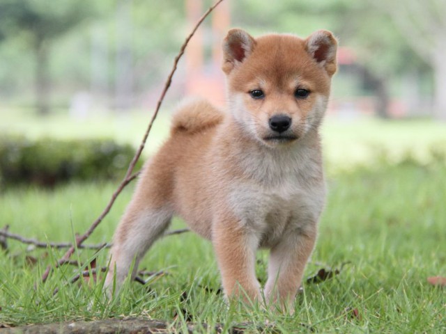 IMG_7546-shibainu-koinu