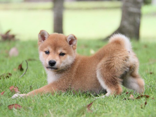 IMG_7556-shibainu-koinu