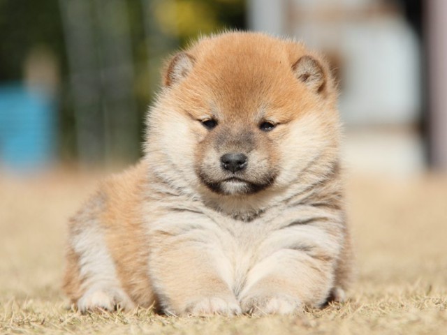 IMG_7569-shibainu-koinu