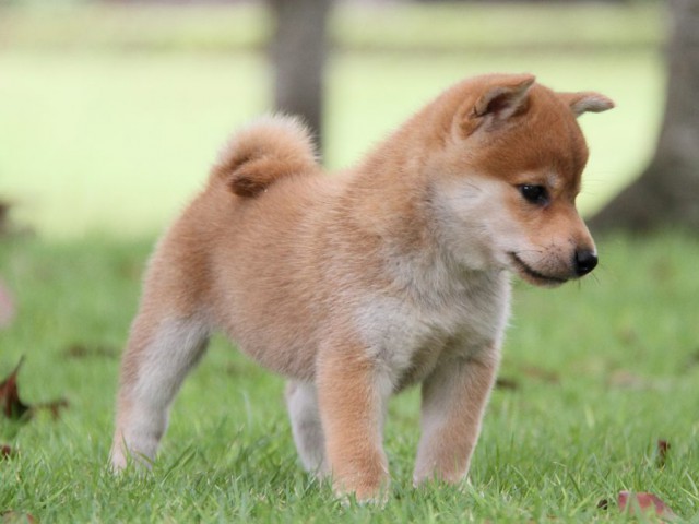 IMG_7578-shibainu-koinu