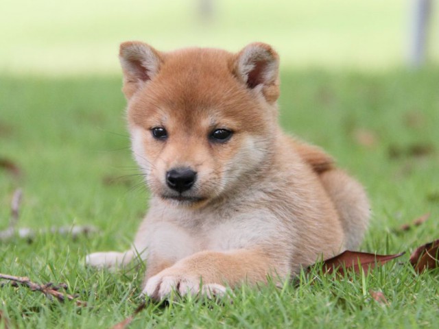 IMG_7609-shibainu-koinu