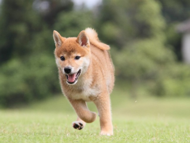 IMG_8073-shibainu-koinu