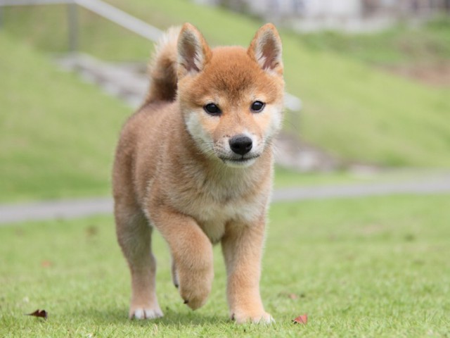 IMG_8106-shibainu-koinu