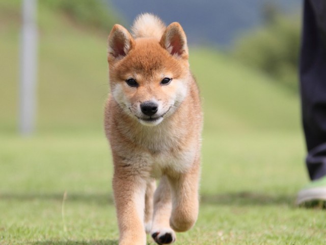 IMG_8154-shibainu-koinu