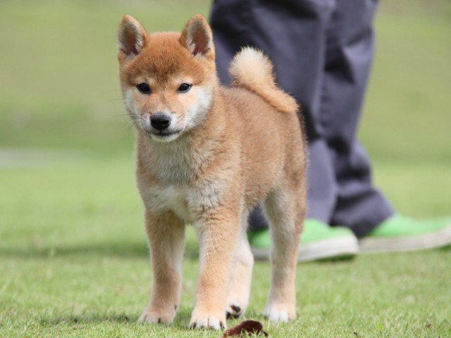 IMG_8170-shibainu-koinu