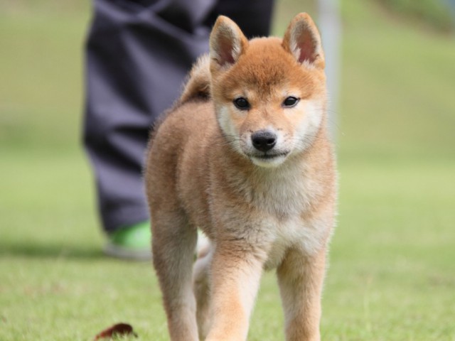 IMG_8176-shibainu-koinu