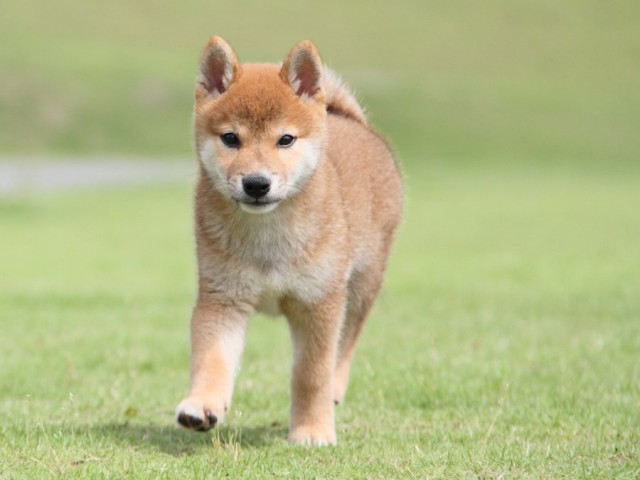 IMG_8190-shibainu-koinu