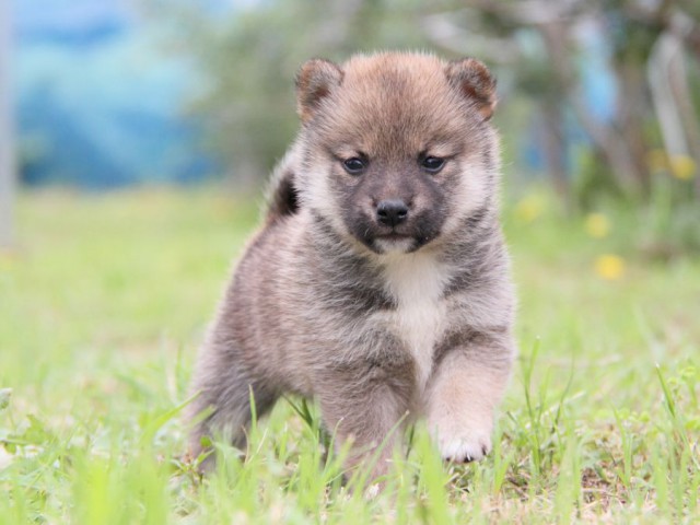 IMG_8437-shibainu-koinu