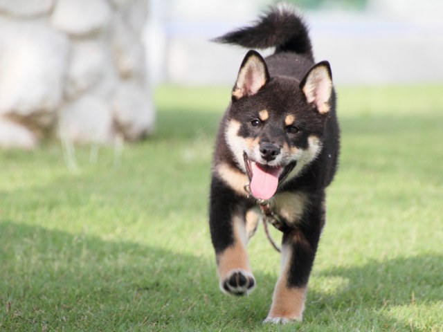 IMG_8550-shiba-puppy