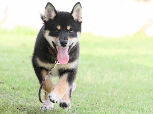 IMG_8592-shiba-puppy