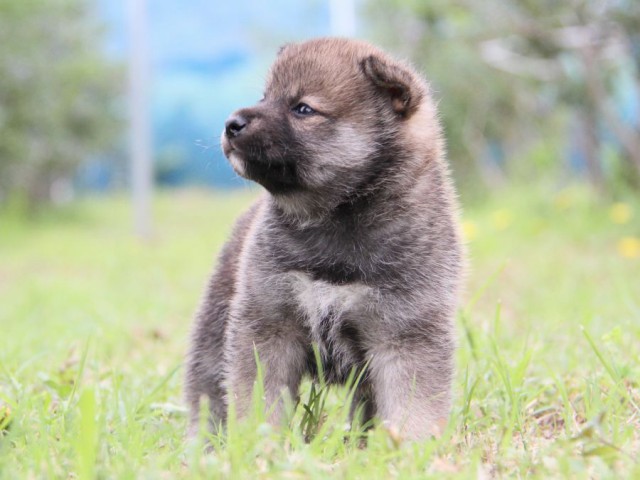 IMG_8631-shibainu-koinu