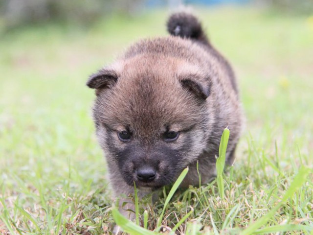 IMG_8758-shibainu-koinu