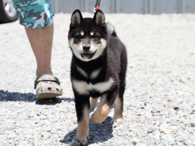 IMG_8773-shiba-puppy