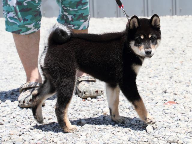 IMG_8806-shiba-puppy