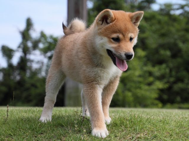 IMG_9096-shiba-puppy