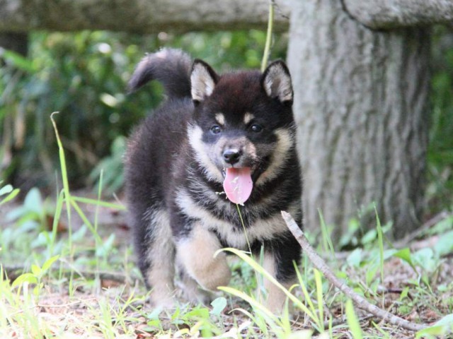 IMG_9119-shibainu-koinu