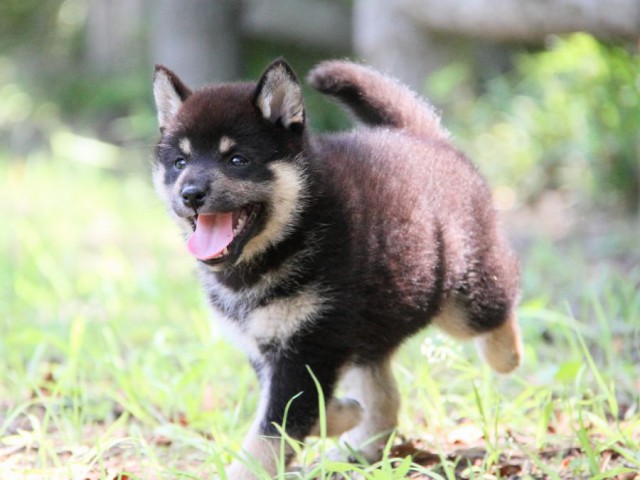 IMG_9126-shibainu-koinu