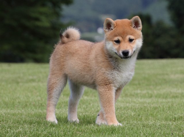 IMG_9132-shiba-puppy