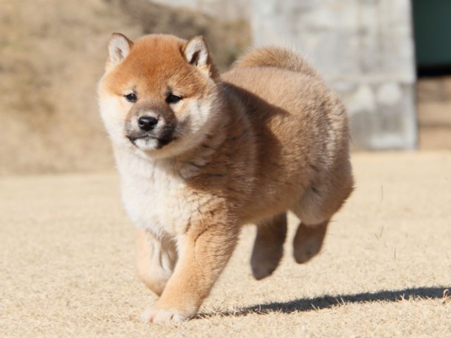 IMG_9149-shibainu-koinu