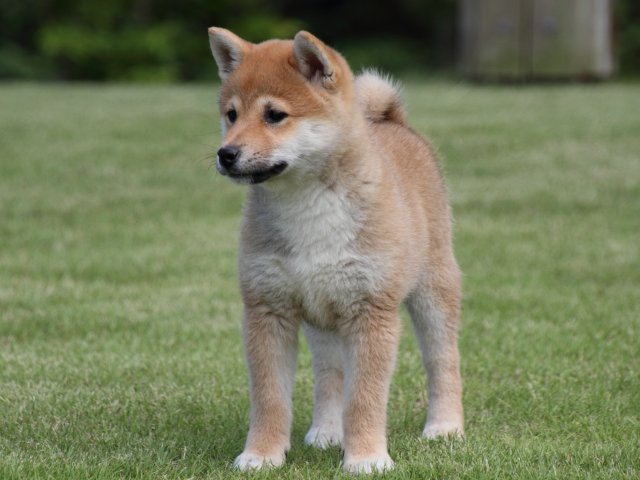 IMG_9150-shiba-puppy