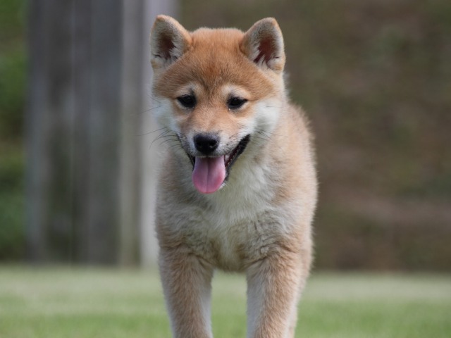 IMG_9190-shiba-puppy