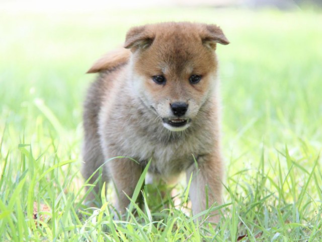 IMG_9192-shibainu-koinu