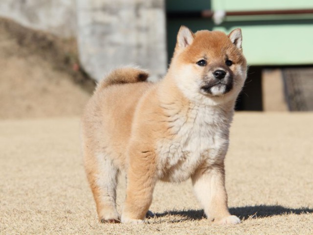 IMG_9207-shibainu-koinu