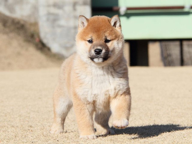 IMG_9210-shibainu-koinu