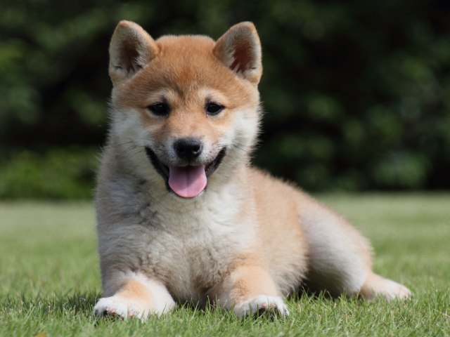 IMG_9212-shiba-puppy