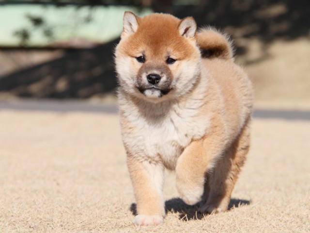 IMG_9235-shibainu-koinu