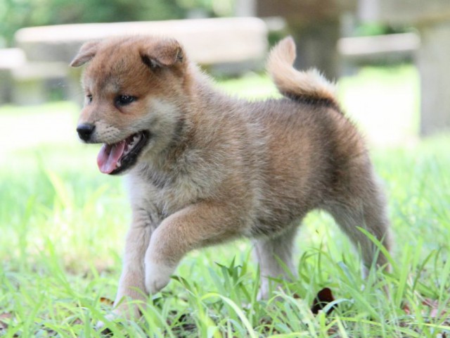 IMG_9251-shibainu-koinu