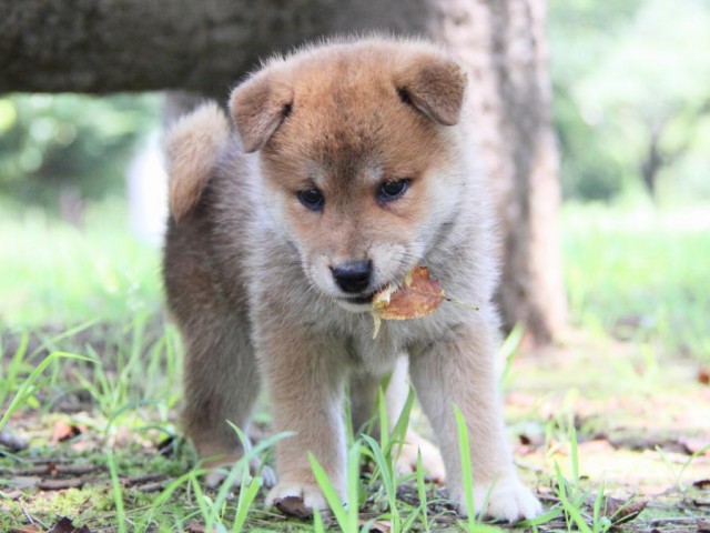 IMG_9331-shibainu-koinu