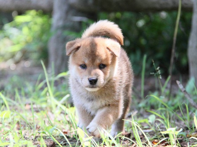 IMG_9401-shibainu-koinu