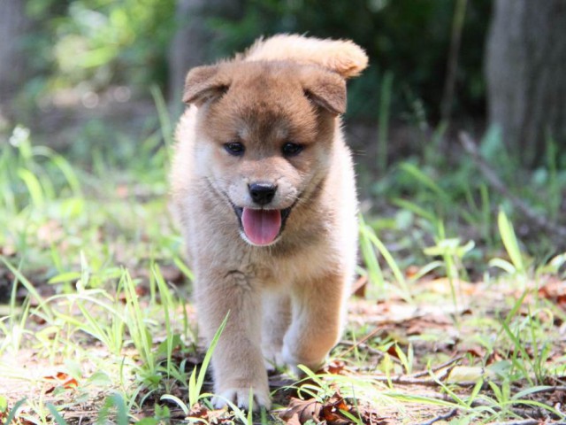 IMG_9409-shibainu-koinu