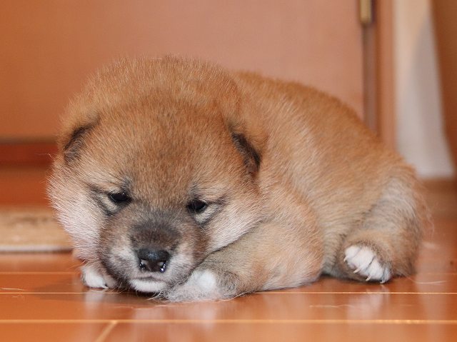 IMG_5315-shiba-puppy