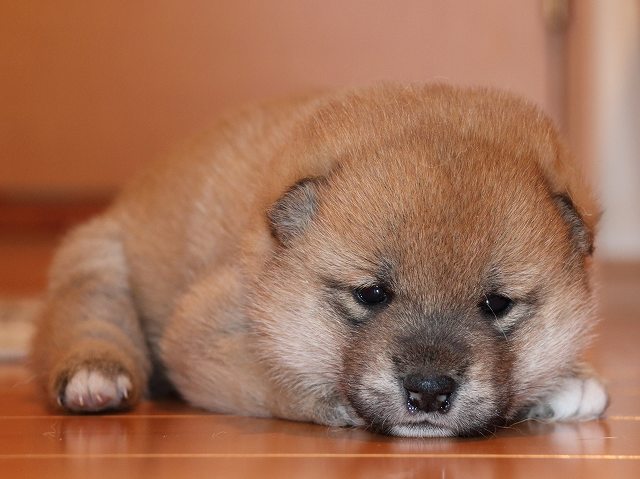 IMG_5319-shiba-puppy