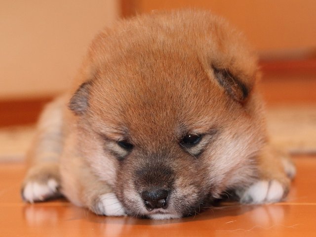 IMG_5322-shiba-puppy