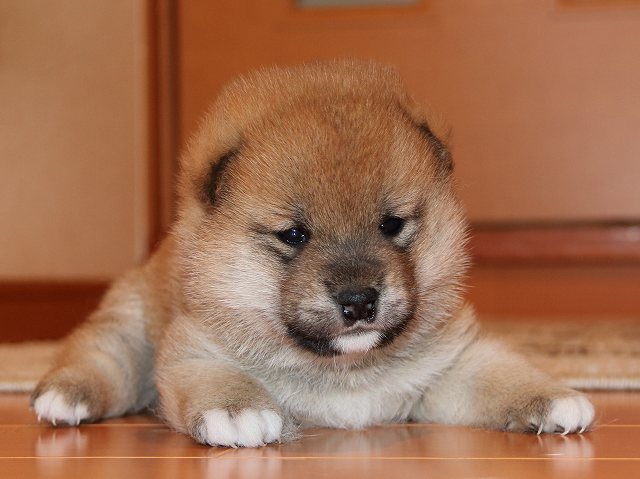 IMG_5324-shiba-puppy