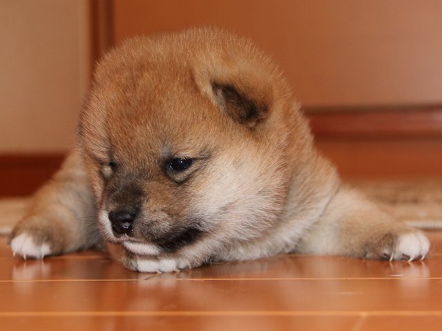 IMG_5325-shiba-puppy