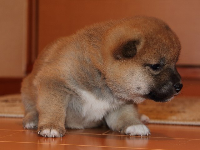 IMG_5330-shiba-puppy