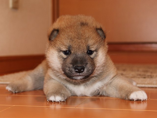 IMG_5335-shiba-puppy