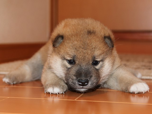 IMG_5336-shiba-puppy